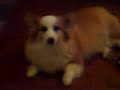 My dog slowly pouncing on the camera.