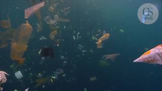 Pollution plastique : une baleine échouée en Norvège révèle une effrayante découverte