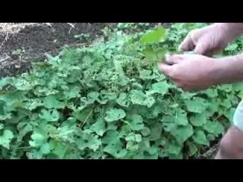 how to harvest and store sweet potatoes