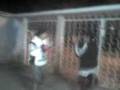 videos de CRUZ VS POCHO