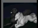 Drawing Wolves Drawing Wolves