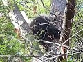 Porcupine going up a tree Porcupine going up a tree