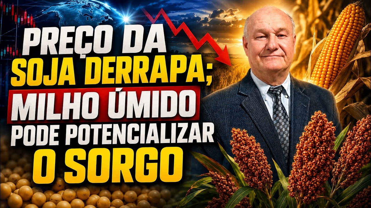 Preço da soja derrapa; milho úmido pode potencializar o sorgo.