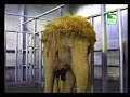 Planets Funniest Animal - Crazy Moves Planets Funniest Animal - Crazy Moves