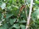 Dragonfly and Tomato