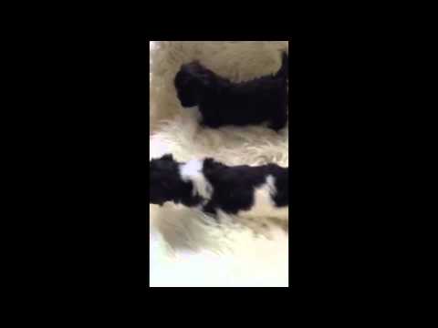 Absolutley Adorable Teddybear Pups - 7 weeks