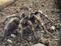 Brachypelma smithi Feeding Brachypelma smithi Feeding