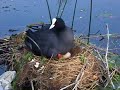 Bl�sshuhn (Fulica atra) Nest br�ten schl�pfen babys k�ken