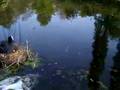 Blässhuhn (Fulica atra) Nest brüten schlüpfen babys küken