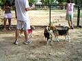 III encãontro de beagles