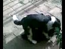 Girl Dog Raping Girl Dog