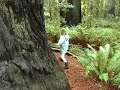 Hiking in the Jedediah Smith State Park