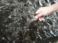 Ikan Kelah Makan Sawit Di Tangan