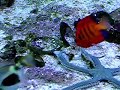 sea star eatting silversides sea star eatting silversides