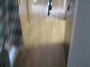 Fetch Angus, (kitten fetching)