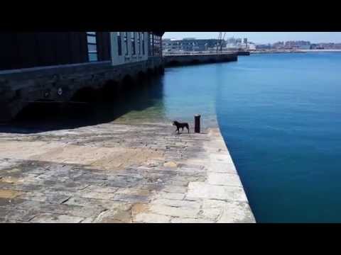 Cão a brincar sozinho com a bola