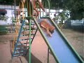 sliding dog