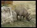 Black Rhinoceros at Doue Zoo France. Only 2500 of these animals exist in the wild so it is good to see one. Doue Zoo is an amzing zoo, and more than worth a visit.