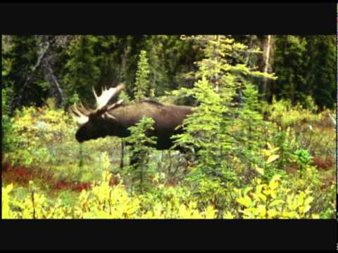 BotaniQ Wood Advert See video