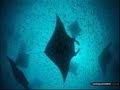 .wmv