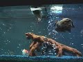 Red Belly Pacu Black Tiger Oscar Koi Bala Shark All Feeding