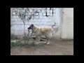 Perros locos Parte 1