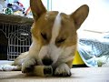 Goro@Welsh corgi 20061027 Pedigree Jumbone 01