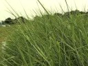 Biofuel Refinery Groundbreaking