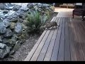 Iris meets a raccoon
