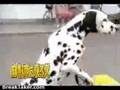 bicycle dog / Chien cycliste