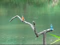 Kingfisher ??????? Kingfisher ???????