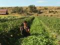 Organic No-Till Living Mulch Overview: Weed Em and Reap