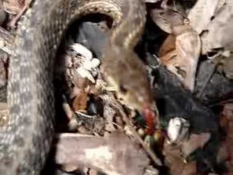 Extra scene Garter Snake in my Garden 2