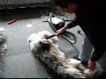 how-to-clean-a-bobtail-puppie.html