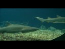 Shark Bait Shark Bait