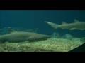 Shark Bait