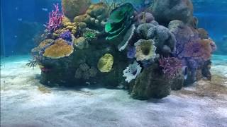 Red Sea Aquarium with ORSENSO's MARLIN 270 IP67 LED fixture 