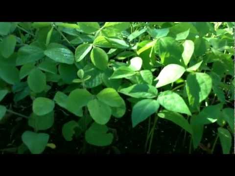 how to grow mung beans