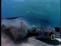Stingray City