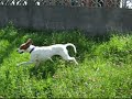 Una ma�ana en el campo 2� parte