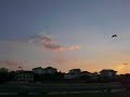 volo del corsair F4U a Castel Frentano