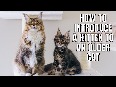 5 Tips on Introducing a Kitten to an Older Cat