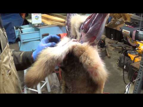 how to properly skin a coyote