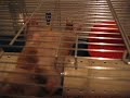 my hamster is a free climber