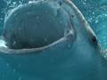 ジンベイザメ3匹による捕食映像 PREYING OF WHALE SHARKS