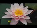 Vajra Guru Mantra - ॐ﻿ ∞ White Tara Mantra