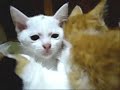 Earthenware pot Cat