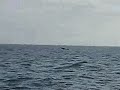 WHALE OF A TIME IN MAYPORT