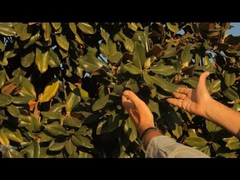 how to transplant magnolia tree