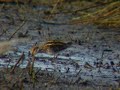 Jack Snipe, Hilversum 2